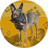 Belgian Malinois