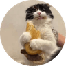Sandwich Cat