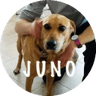 Juno